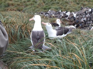 Brown Browed albatross -loving couple