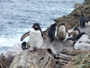Rock Hopper penguin