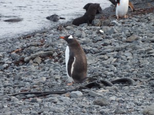 Gentoo penguin - lost amongst all the King Penguins