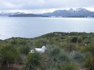 Wandering Albatross sitting on her nest
