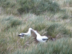 Courting albatross 