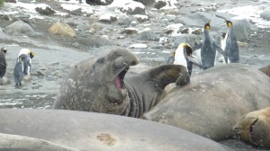 Elephant Seal - I don't think he is yawning!