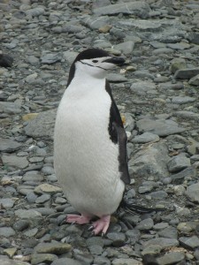 The aptly named Chinstrap penguin