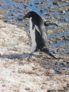 On the hop! An Adelie penguin