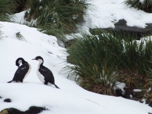 Antarctic Shags - a relative of our cormorants