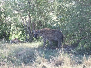 A pair of spotted hyena 