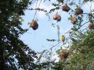 Weaver bird nests at Lake Victoria 