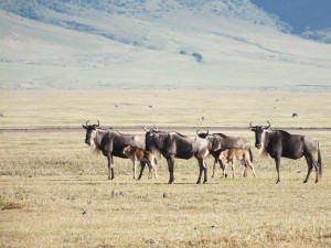 Because the crater is safe and plenty of grazing and water, these wildebeest don’t bother migrating 